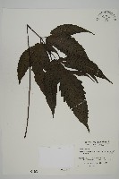 藏品(三叉蕨)的圖片