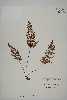 藏品(深山鐵角蕨)的圖片