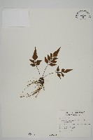 藏品(革葉鐵角蕨)的圖片