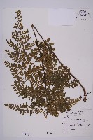 藏品(大鐵角蕨)的圖片