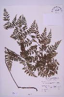 藏品(大鐵角蕨)的圖片