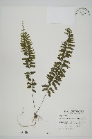 藏品(薄葉孔雀鐵角蕨、邊孢鐵角蕨)的圖片