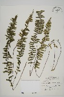 藏品(薄葉孔雀鐵角蕨、邊孢鐵角蕨)的圖片