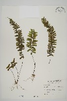 藏品(薄葉孔雀鐵角蕨、邊孢鐵角蕨)的圖片