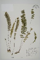 藏品(薄葉孔雀鐵角蕨、邊孢鐵角蕨)的圖片