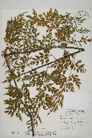 藏品(大黑柄鐵角蕨、黃鱗鐵角蕨、大羽鐵角蕨)的圖片