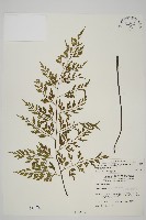 藏品(大黑柄鐵角蕨、黃鱗鐵角蕨、大羽鐵角蕨)的圖片