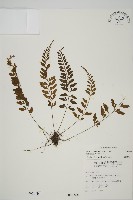 藏品(裂葉鐵角蕨)的圖片