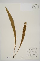 藏品(劍葉鐵角蕨、箭葉鐵角蕨)的圖片