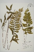 藏品(剪葉鐵角蕨)的圖片