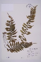 藏品(剪葉鐵角蕨)的圖片