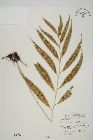 藏品(南海鐵角蕨)的圖片