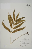 藏品(南海鐵角蕨)的圖片