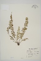 藏品(鱗柄鐵角蕨)的圖片