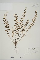 藏品(鱗柄鐵角蕨)的圖片