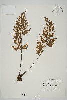 藏品(大羽鐵角蕨)的圖片