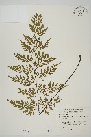 藏品(大黑柄鐵角蕨、黃鱗鐵角蕨、大羽鐵角蕨)的圖片