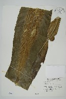 藏品(臺灣山蘇花)的圖片