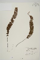 藏品(生芽鐵角蕨)的圖片