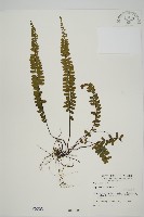 藏品(生芽鐵角蕨)的圖片