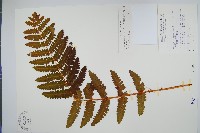 藏品(絨假紫萁、台灣絨假紫萁)的圖片