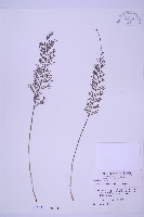 藏品(長生鐵角蕨)的圖片