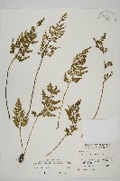 藏品(骨碎補鐵角蕨)的圖片