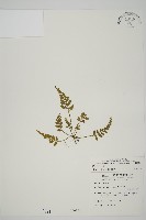 藏品(骨碎補鐵角蕨)的圖片