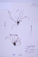 藏品(線葉鐵角蕨)的圖片