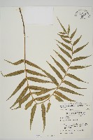 藏品(蘭嶼鐵角蕨)的圖片