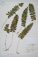 藏品(小鐵角蕨)的圖片