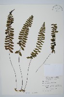 藏品(小鐵角蕨)的圖片