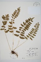 藏品(鈍齒鐵角蕨)的圖片