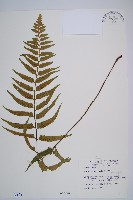 藏品(萊氏鐵角蕨)的圖片