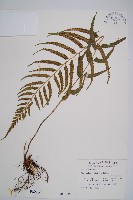 藏品(萊氏鐵角蕨)的圖片