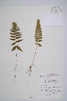 藏品(東洋蹄蓋蕨)的圖片