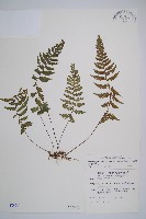 藏品(東洋蹄蓋蕨)的圖片