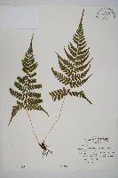 藏品(阿里山蹄蓋蕨)的圖片