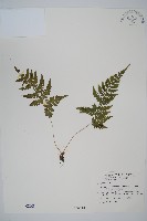 藏品(阿里山蹄蓋蕨)的圖片