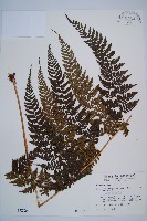 藏品(細裂蹄蓋蕨)的圖片