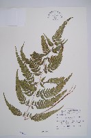 藏品(日本蹄蓋蕨)的圖片