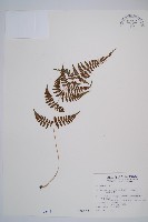 藏品(日本蹄蓋蕨)的圖片