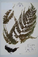 藏品(倉田氏蹄蓋蕨)的圖片