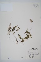 藏品(逆葉蹄蓋蕨、逆羽蹄蓋蕨)的圖片