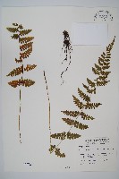 藏品(生芽蹄蓋蕨)的圖片