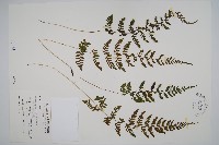 藏品(蓬萊蹄蓋蕨)的圖片