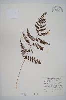 藏品(山蹄蓋蕨)的圖片