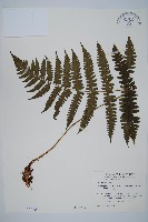 藏品(貞蕨)的圖片