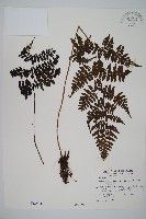 藏品(大葉貞蕨)的圖片