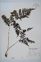 藏品(大葉貞蕨)的圖片